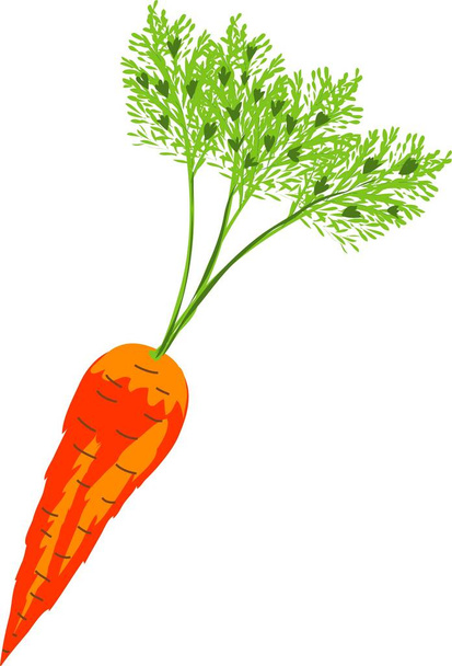 close-up image of a vegetable - Vector, Image