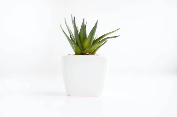 A closeup shot of a small pot plant isolated on white background - Photo, image