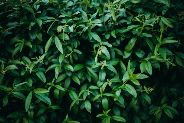 A selective focus shot of the green leaves - Fotó, kép