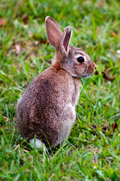 ワタオウサギ ウサギ - 写真・画像