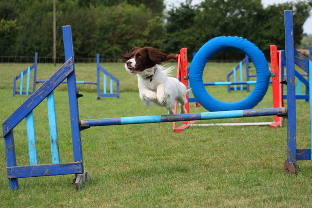 werken type Engelse springerspaniël huisdier jachthond springen over flexibiliteit apparatuur springt - Foto, afbeelding