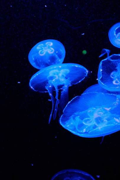 The moon jellyfish underwater on a dark background - Фото, изображение