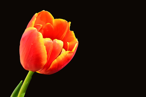 beautiful tulip on dark background, summer concept, close view   - Photo, Image