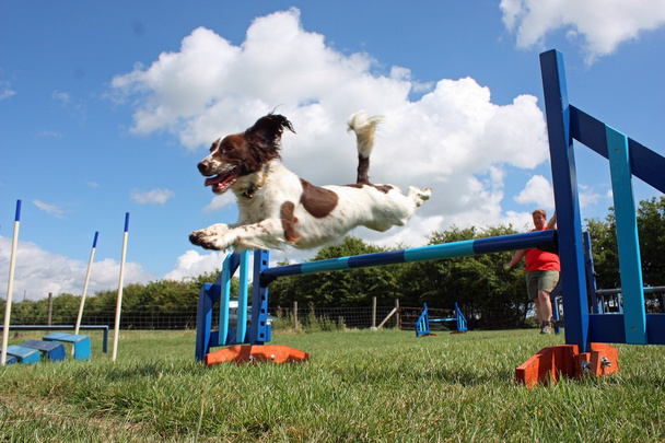 Tipo de trabajo inglés springer spaniel pet gundog jumping over agility equipment jumps
 - Foto, Imagen