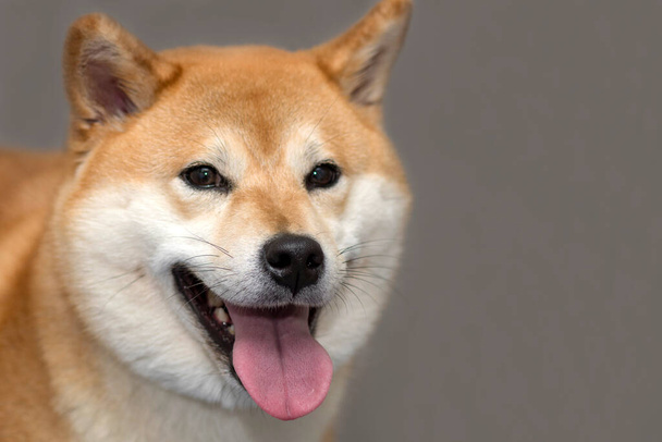 Un encantador perro Shiba inu esponjoso con la boca abierta y la lengua sobre un fondo gris
 - Foto, imagen
