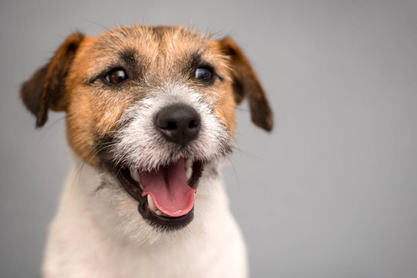 Perro raza Jack Russell Terrier retrato perro sobre un fondo gris
 - Foto, Imagen
