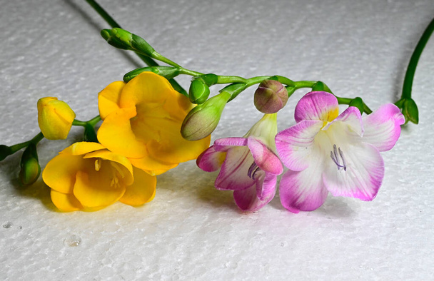 gyönyörű virágok szürke háttér, nyári koncepció, közelről    - Fotó, kép