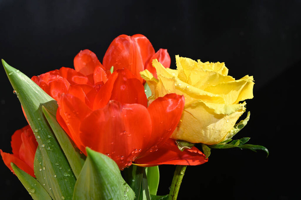 hermoso tulipán y flores de rosa sobre fondo oscuro, concepto de verano, vista cercana. - Foto, imagen
