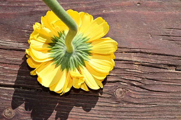 木製の背景に美しいガーベラの花夏のコンセプト近景    - 写真・画像