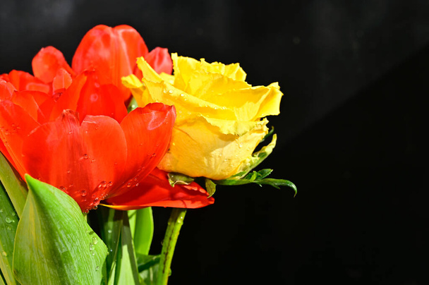 piękne tulipan i kwiaty róży na ciemnym tle, koncepcja latem, widok z bliska - Zdjęcie, obraz