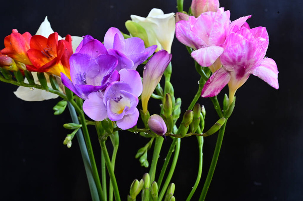 букет красивых цветов на темном фоне, летняя концепция, близкий вид   - Фото, изображение