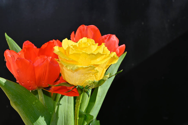 hermoso tulipán y flores de rosa sobre fondo oscuro, concepto de verano, vista cercana. - Foto, imagen