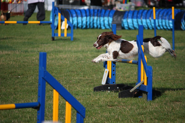 Tipo de trabajo inglés springer spaniel pet gundog jumping over agility equipment jumps
 - Foto, imagen