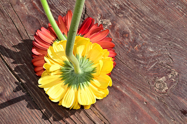 piękne gerbera kwiaty na drewnianym tle, koncepcja latem, widok z bliska    - Zdjęcie, obraz