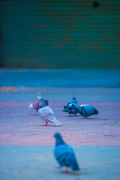 Pigeons in the Tourists destination Barcelona, Spain. Барселона відома як артистичне місто, розташоване на східному узбережжі Іспанії. - Фото, зображення