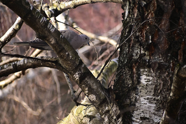 schattig klein duifje zittend op boom tak buiten, close view   - Foto, afbeelding