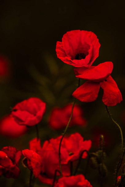 Hermoso campo de amapolas rojas en la luz del atardecer. primer plano de flores de amapola roja en un campo. Fondo de flores rojas. Hermosa naturaleza. Paisaje. Flores rojas románticas
. - Foto, imagen