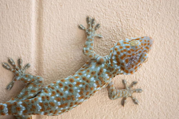 Gecko climbing on cement wall - Photo, Image