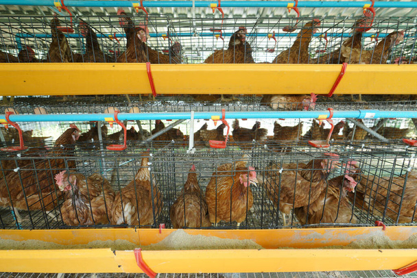 Pollo en jaulas donde ponen sus huevos. Granja de pollo
 - Foto, Imagen