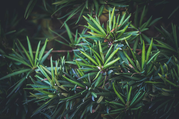 Grüner Hintergrund eines immergrünen Strauchs mit dünnen Blättern - Foto, Bild