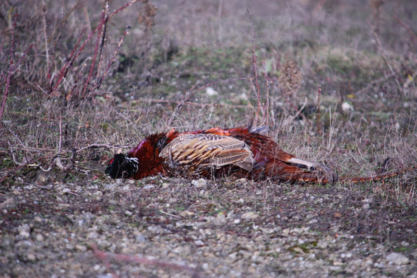 Tipo de trabajo inglés springer spaniel pet gundog working with pheasant
 - Foto, imagen