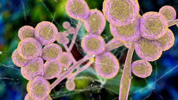 Fungos de Candida, ciferrii de Tricomonas, C. auris, C. albicans e outras leveduras patogênicas humanas, ilustração 3D - Foto, Imagem
