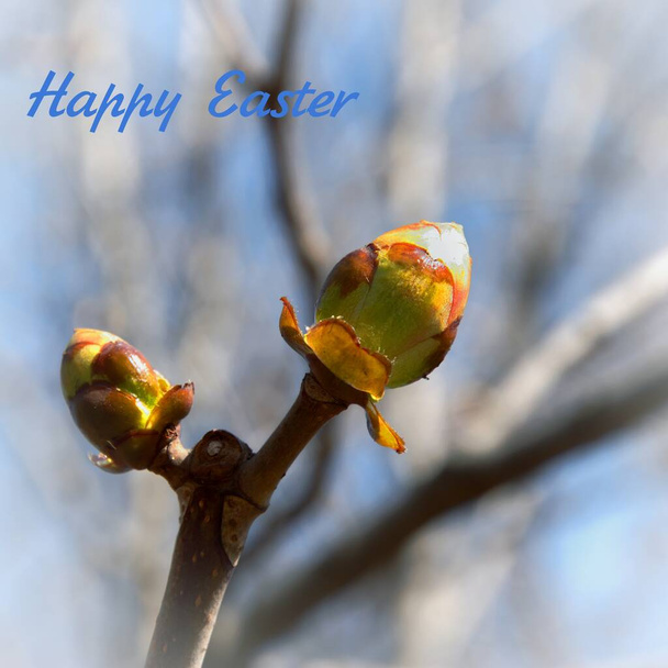 Virágzik a meleg tavaszi nap alatt, bimbók nyílnak a fán. Húsvéti ünnep. - Fotó, kép