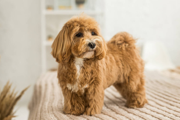 Пухнастий іграшковий пудель стоїть на ліжку з коричневим покриттям. Портрет імбирного собаки з жовтим шпилькою
 - Фото, зображення