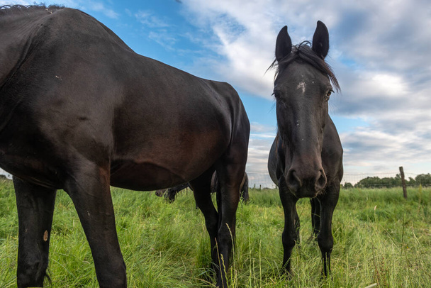 Fekete lovak egy legelőn a francia vidéken tavasszal - Fotó, kép