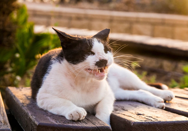 Aggressiivinen kotimainen kissa sihisee ja virnistää - Valokuva, kuva