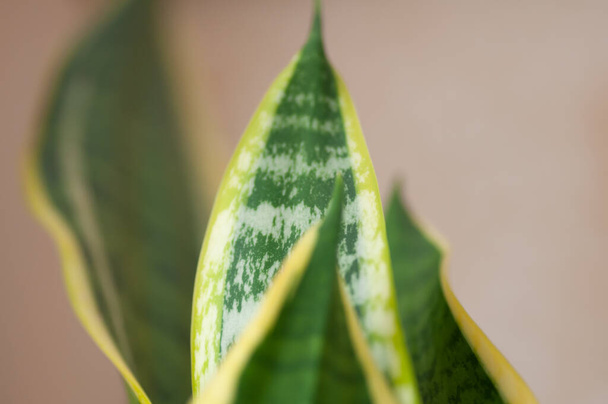 Κοντινό πλάνο στα όμορφα διαμορφωμένα φύλλα ενός φιδιού φυτό sansevieria trifasciata var. Λορεντί. Βοτανική μακροφωτογραφία για την απεικόνιση της sansevieria. - Φωτογραφία, εικόνα