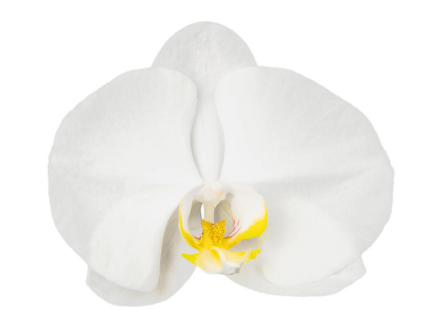 Schöne weiße Orchidee einzelne Blume isoliert auf weißem Hintergrund - Foto, Bild