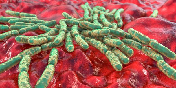Пробіотичні бактерії Lactobacillus, 3D-ілюстрація. L. acidophilus, L. helveticus та ін. Звичайна флора кишечника. Бактерії молочної кислоти - Фото, зображення