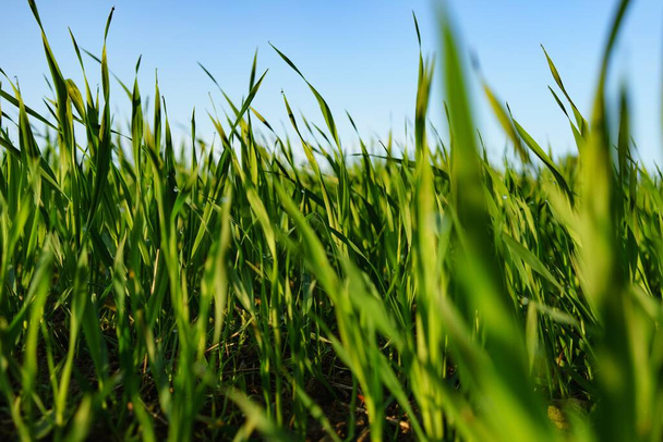 A selective focus shot of green plant field under the blue sky - Фото, изображение