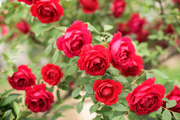 Primo piano di cespuglio di rose rosse con molti fiori
 - Foto, immagini