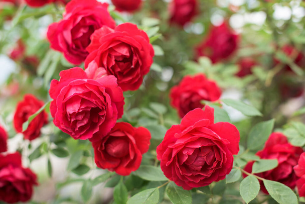 Deel van rode rozenstruik met veel mooie bloesems - Foto, afbeelding