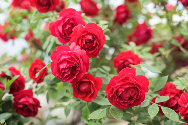 Bir sürü güzel kırmızı çiçekli ve yeşil yapraklı kırmızı gül çalılığının bir parçası. - Fotoğraf, Görsel
