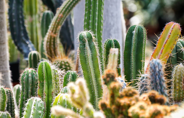 group of different cactus plants in botany garden - Photo, Image