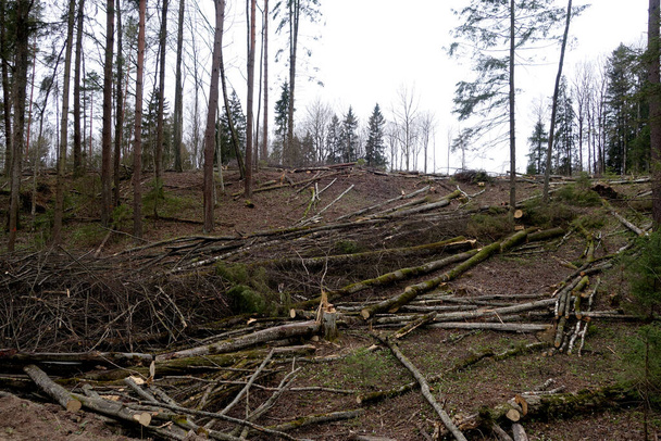 Wiele sosen wyciętych w dzikim lesie. Naturalne tło             - Zdjęcie, obraz