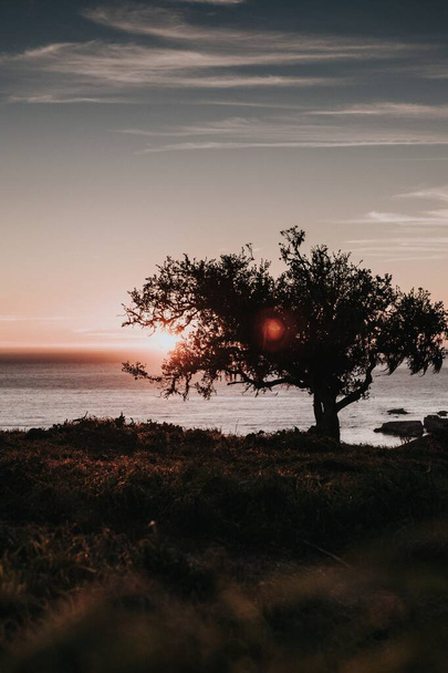 Вертикальний берег дерева на березі під час заходу сонця
 - Фото, зображення