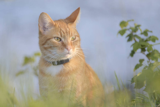 Gato naranja tabby se asienta entre el follaje, mirando a la distancia. El fondo azulado es proporcionado por el estanque que rodean todas las plantas
. - Foto, imagen