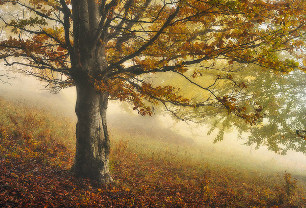 Чудовий осінній ліс. Букові дерева в тумані
 - Фото, зображення