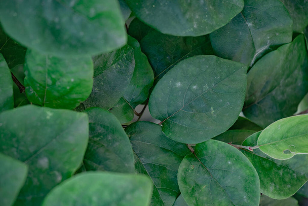 Detail of a quince leaf plant. Beautiful Background pattern for design.  - Foto, afbeelding