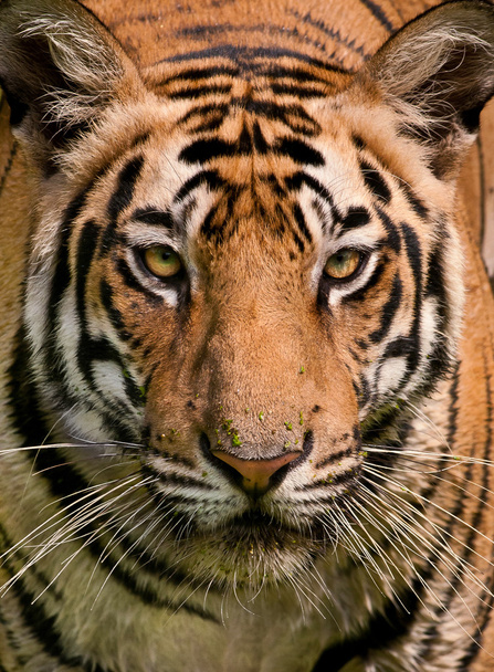 Tygrys z bliska - Zdjęcie, obraz
