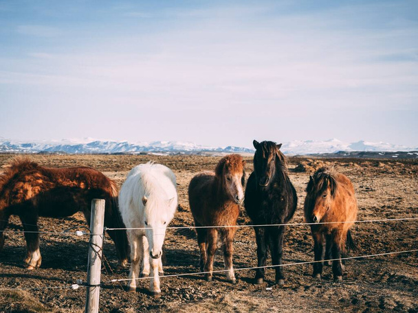 The horses of different colors standing in the pasture - 写真・画像
