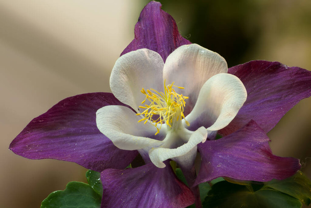 Colomine Flower (Aquilegia spec
.) - Фото, изображение