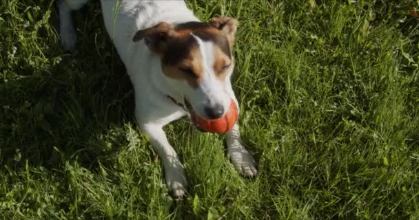 Jack Russell teriér obvykle hraje oranžovou kouli na trávě - Záběry, video