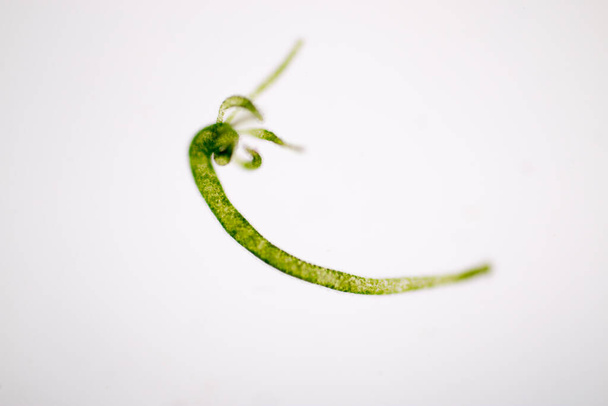 Hydra, Cnidaria cinsi ve Hydrozoa sınıfı eğitim için mikroskop altında bulunan küçük, tatlı su hayvanlarından oluşan bir cinstir.. - Fotoğraf, Görsel