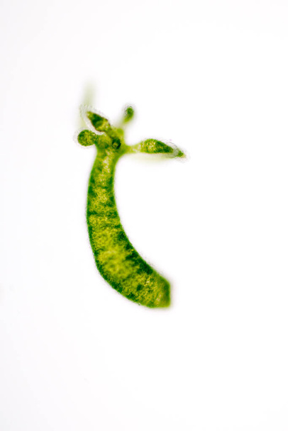 Hydra - род мелких пресноводных животных типа Cnidaria и класса Hydrozoa под микроскопом для образования. - Фото, изображение