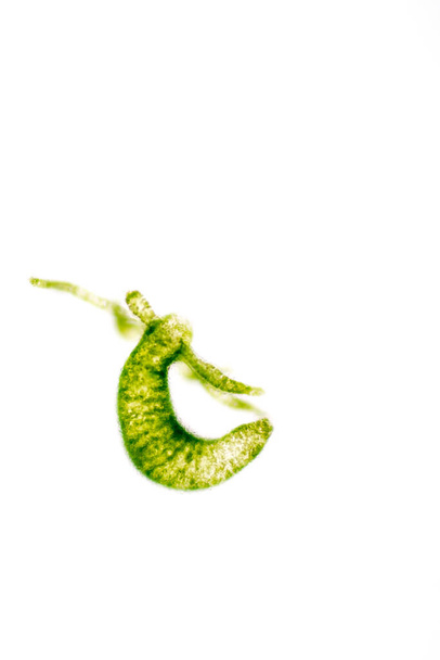 Hydra é um género de pequenos animais de água doce do filo Cnidaria e da classe Hydrozoa sob o microscópio para a educação. - Foto, Imagem
